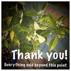 Everything sold beyond this point. Thank you!